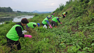 7.17 가시박2.jpg